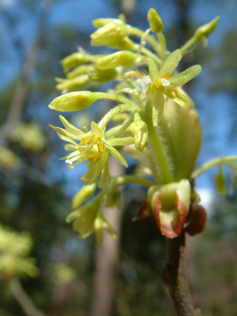 Sassafras albidum (Sassafras) #19153