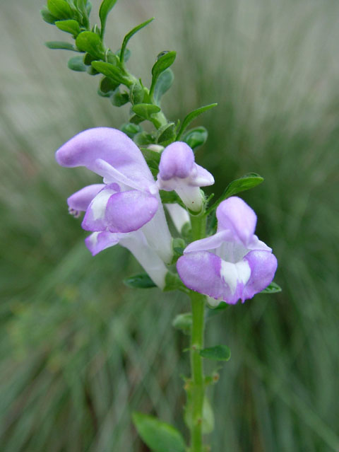 Scutellaria montana (Largeflower skullcap) #19158