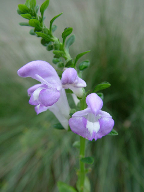 Scutellaria montana (Largeflower skullcap) #19157