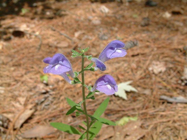 Scutellaria integrifolia (Helmet-flower) #19156