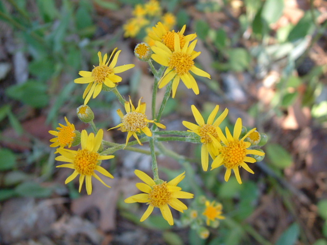 Packera tomentosa (Woolly ragwort) #19058