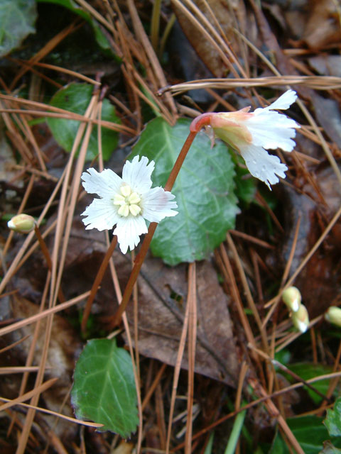 Shortia galacifolia (Oconee bells) #19160