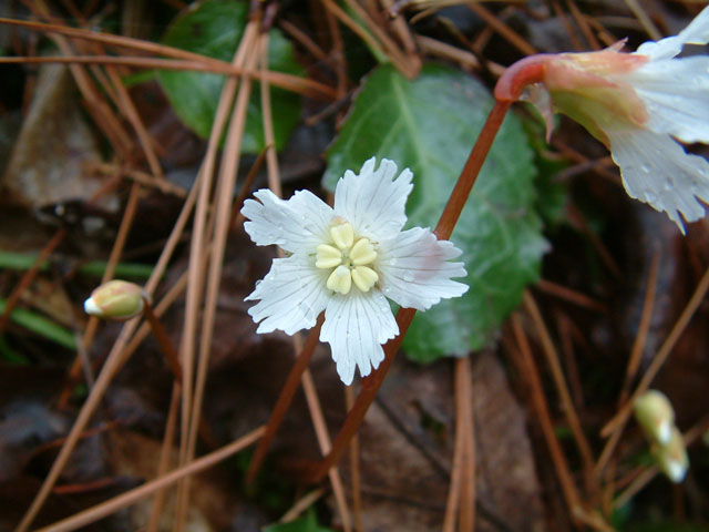 Shortia galacifolia (Oconee bells) #19161