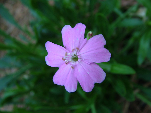 Silene caroliniana ssp. wherryi (Wherry's catchfly) #19162