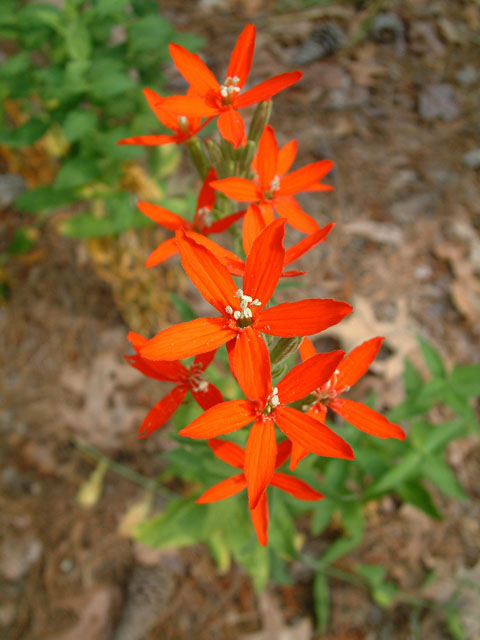 Silene regia (Royal catchfly) #19163