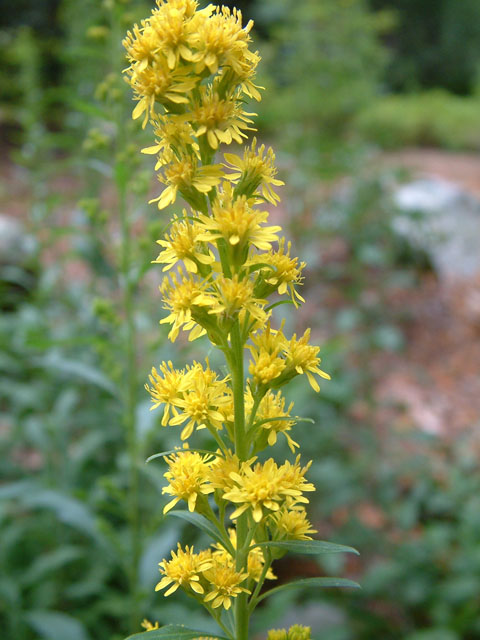 Solidago roanensis (Roan mountain goldenrod) #19174