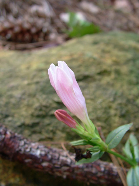 Spigelia gentianoides (Purpleflower pinkroot) #19175