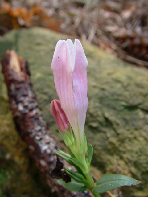 Spigelia gentianoides (Purpleflower pinkroot) #19176