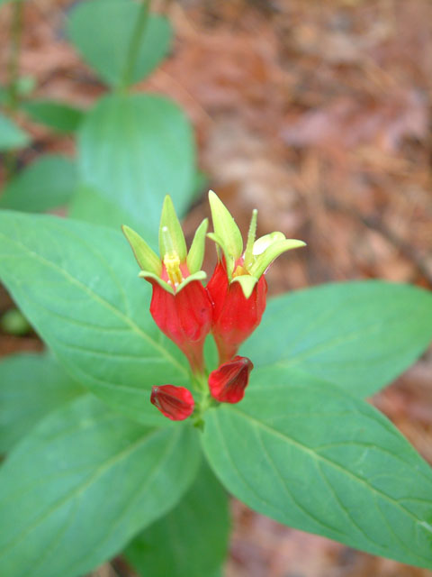 Spigelia marilandica (Woodland pinkroot) #19177