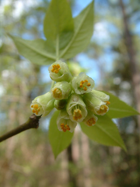 Staphylea trifolia (American bladdernut) #19183