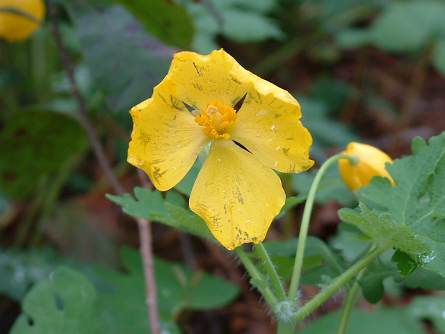 Stylophorum diphyllum (Celandine poppy) #19189