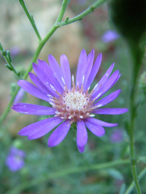 Symphyotrichum georgianum (Georgia aster) #19191