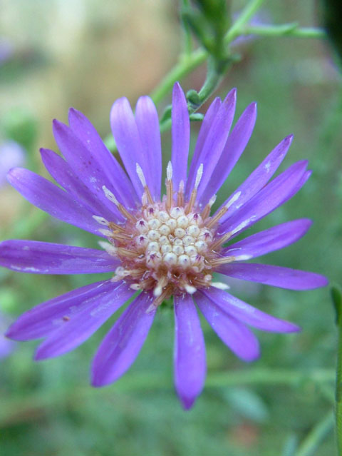 Symphyotrichum georgianum (Georgia aster) #19193