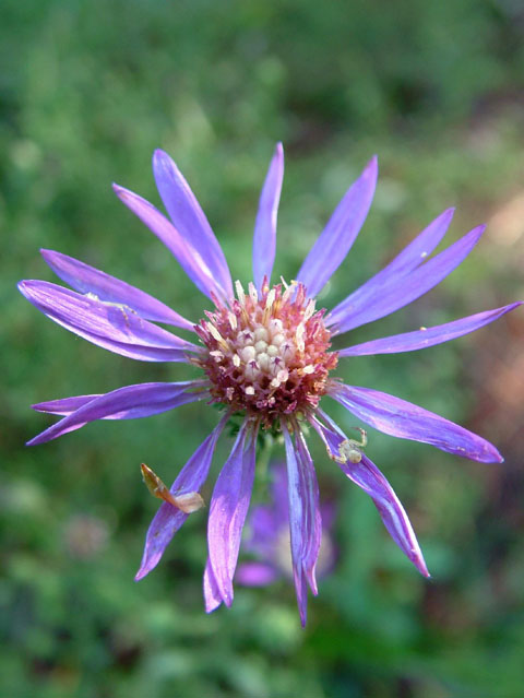 Symphyotrichum georgianum (Georgia aster) #19192