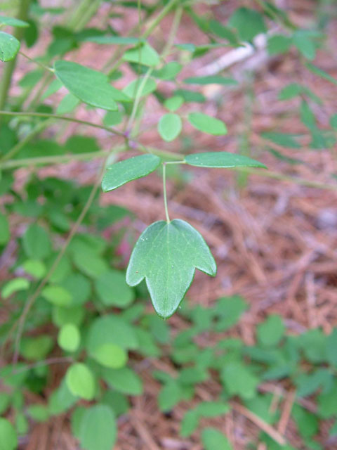 Thalictrum cooleyi (Cooley's meadow-rue) #19199