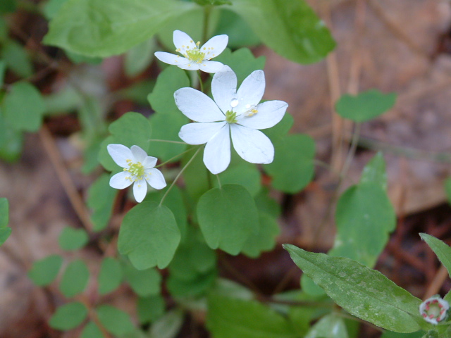 Thalictrum thalictroides (Rue anemone) #19203