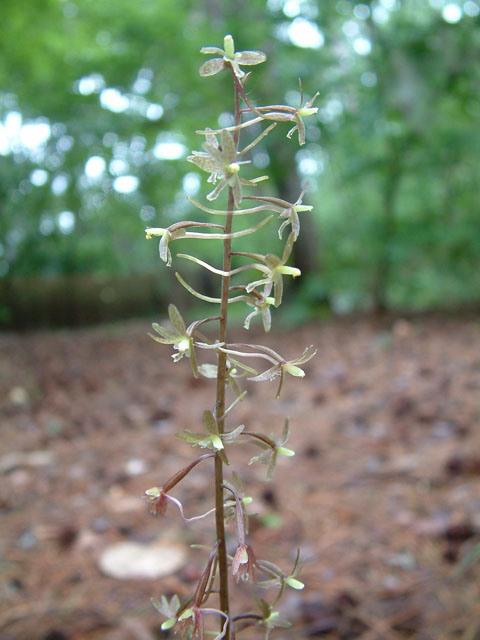 Tipularia discolor (Crippled cranefly) #19206