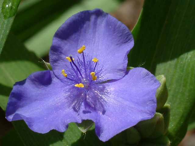 Tradescantia subaspera (Zigzag spiderwort) #19207