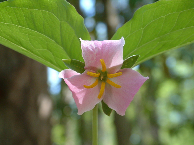 Trillium catesbaei (Bashful wakerobin) #19209