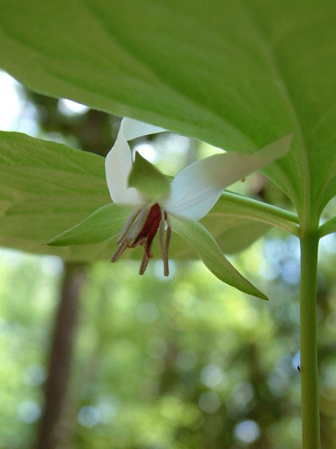 Trillium cernuum (Whip-poor-will flower) #19212