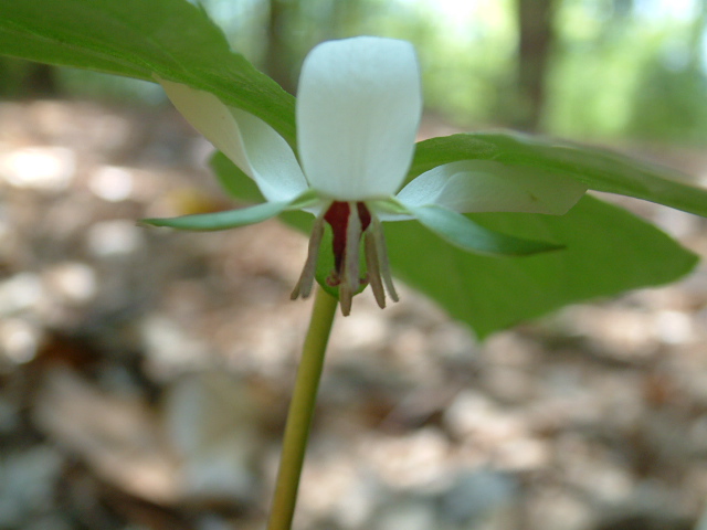 Trillium cernuum (Whip-poor-will flower) #19211