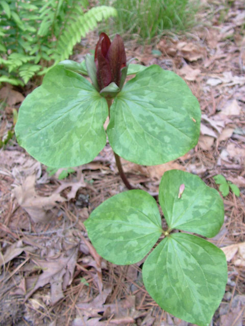 Trillium cuneatum (Little sweet betsy) #19214