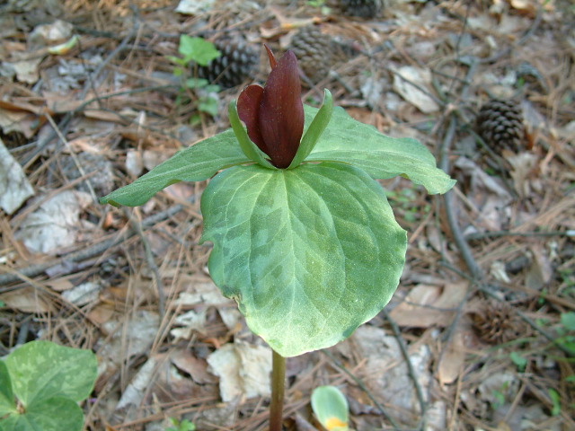 Trillium cuneatum (Little sweet betsy) #19215