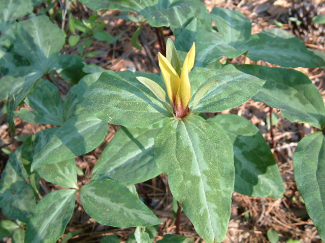 Trillium decipiens (Chattahoochee river wakerobin) #19216