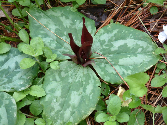 Trillium decumbens (Trailing wakerobin) #19217