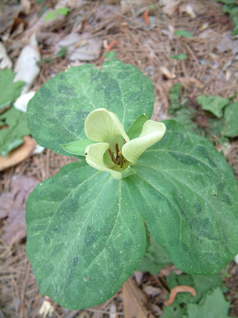 Trillium discolor (Mottled wakerobin) #19218