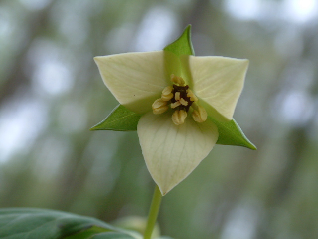 Trillium erectum (Red trillium) #19220