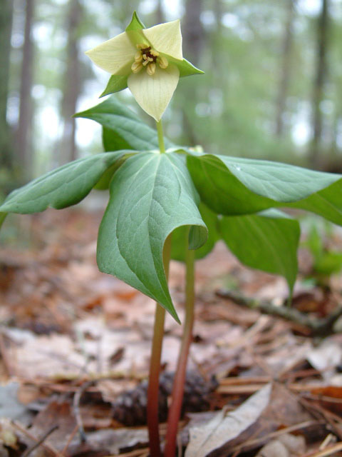 Trillium erectum (Red trillium) #19221