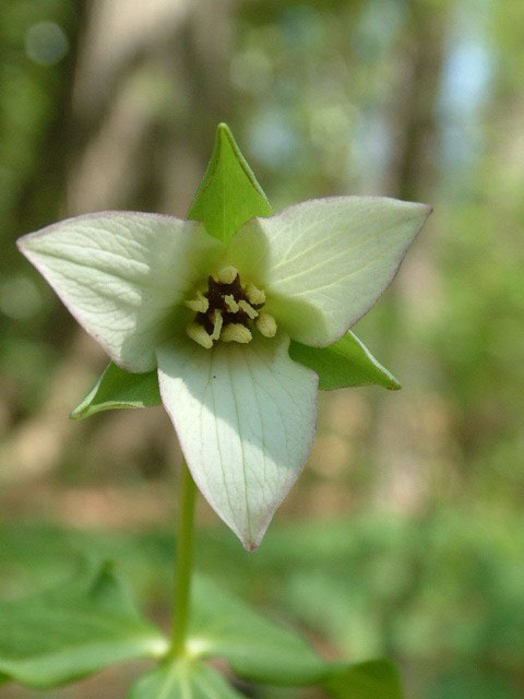 Trillium erectum (Red trillium) #19222