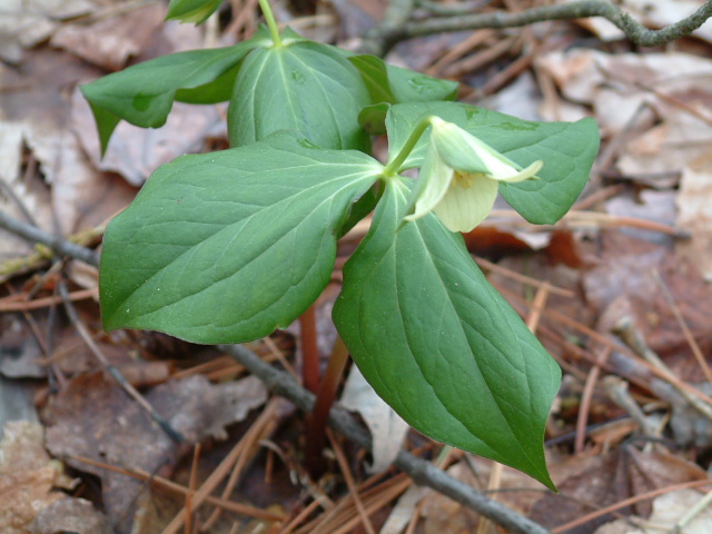 Trillium erectum (Red trillium) #19223