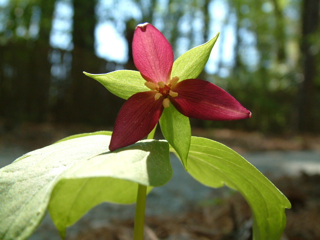 Trillium erectum (Red trillium) #19219