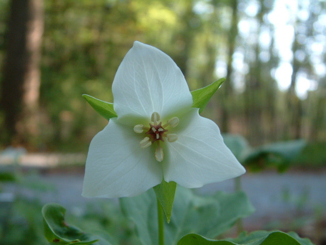 Trillium flexipes (Nodding wakerobin) #19224