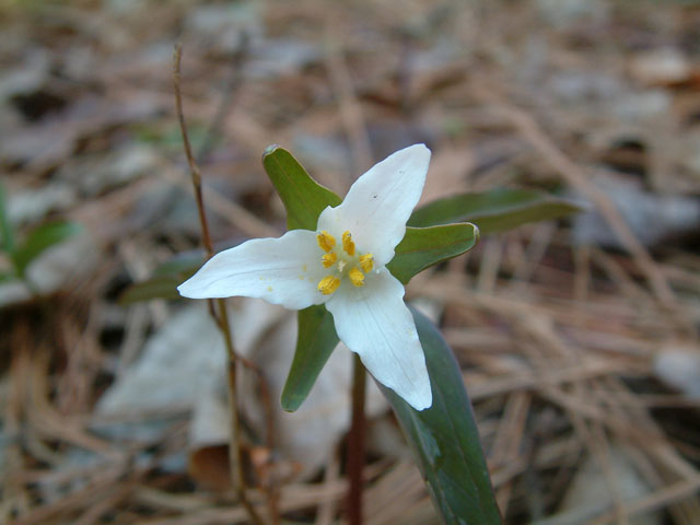 Trillium pusillum (Dwarf wakerobin) #19232