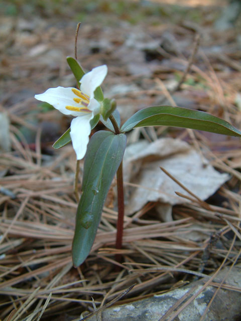 Trillium pusillum (Dwarf wakerobin) #19233