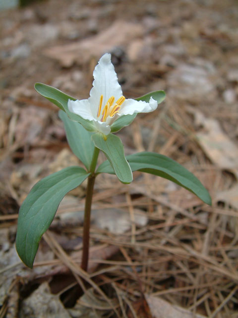 Trillium pusillum (Dwarf wakerobin) #19228