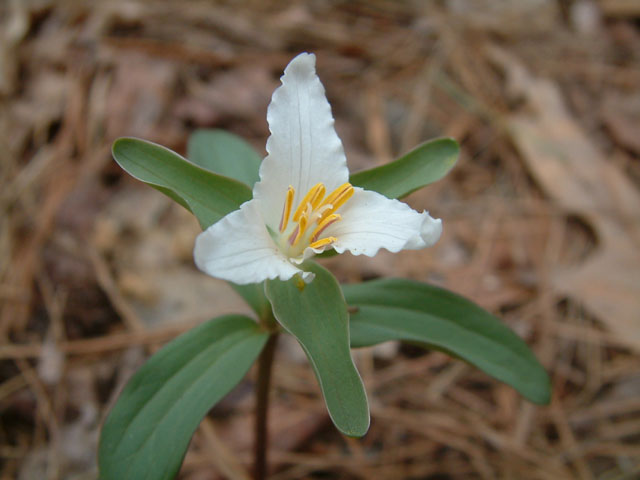 Trillium pusillum (Dwarf wakerobin) #19229