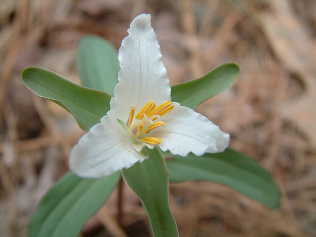 Trillium pusillum (Dwarf wakerobin) #19230