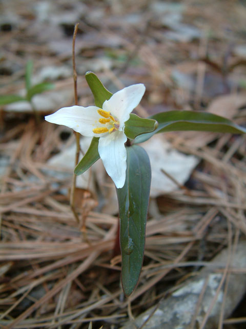 Trillium pusillum (Dwarf wakerobin) #19231