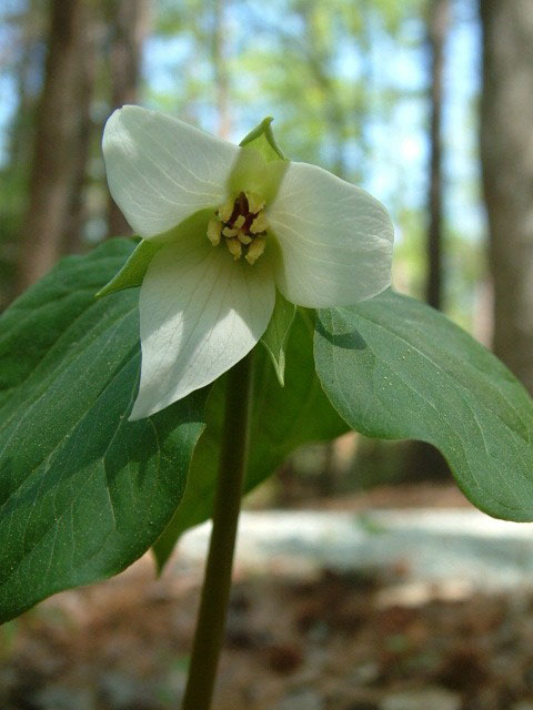 Trillium simile (Jeweled wakerobin) #19235