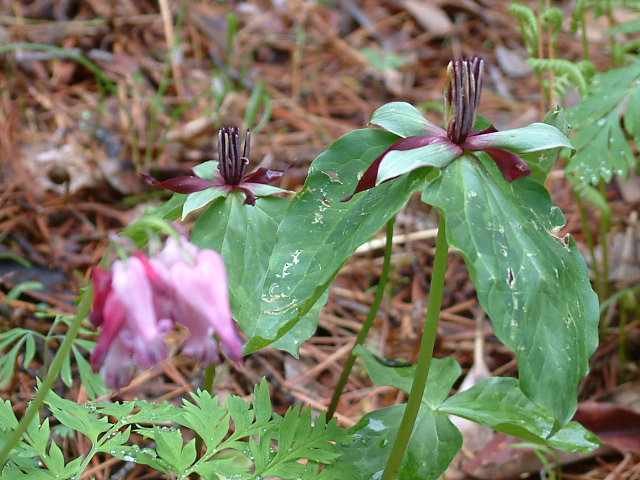 Trillium stamineum (Blue ridge wakerobin) #19236