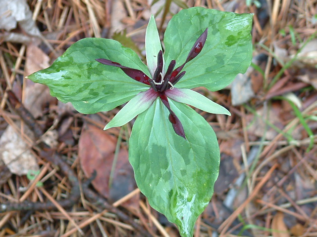 Trillium stamineum (Blue ridge wakerobin) #19237