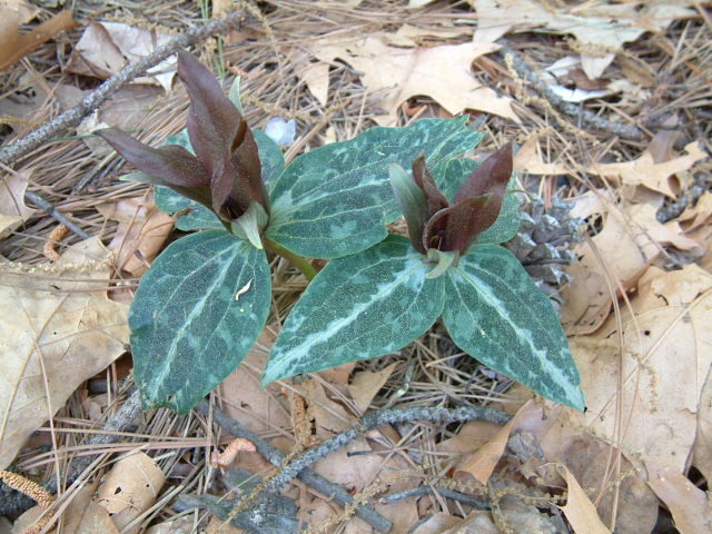 Trillium underwoodii (Longbract wakerobin) #19238