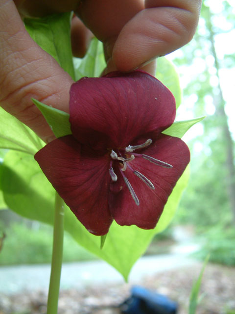 Trillium vaseyi (Sweet trillium) #19239