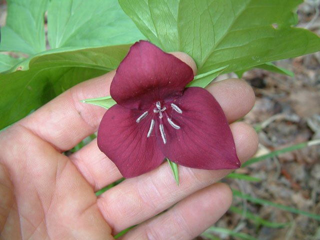 Trillium vaseyi (Sweet trillium) #19240