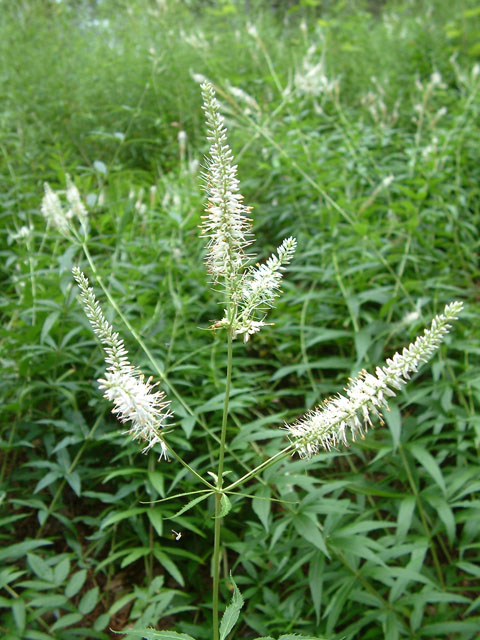 Veronicastrum virginicum (Culver's root) #19249