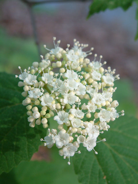 Viburnum acerifolium (Mapleleaf viburnum) #19251